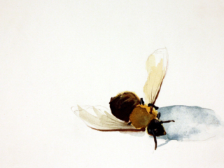 Watercolor-Bee-Coco